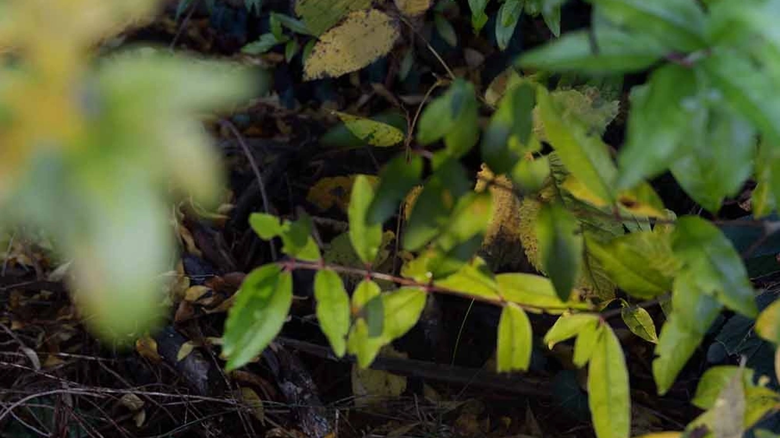 Lampada da esterni Lux Floor di ILTI luce